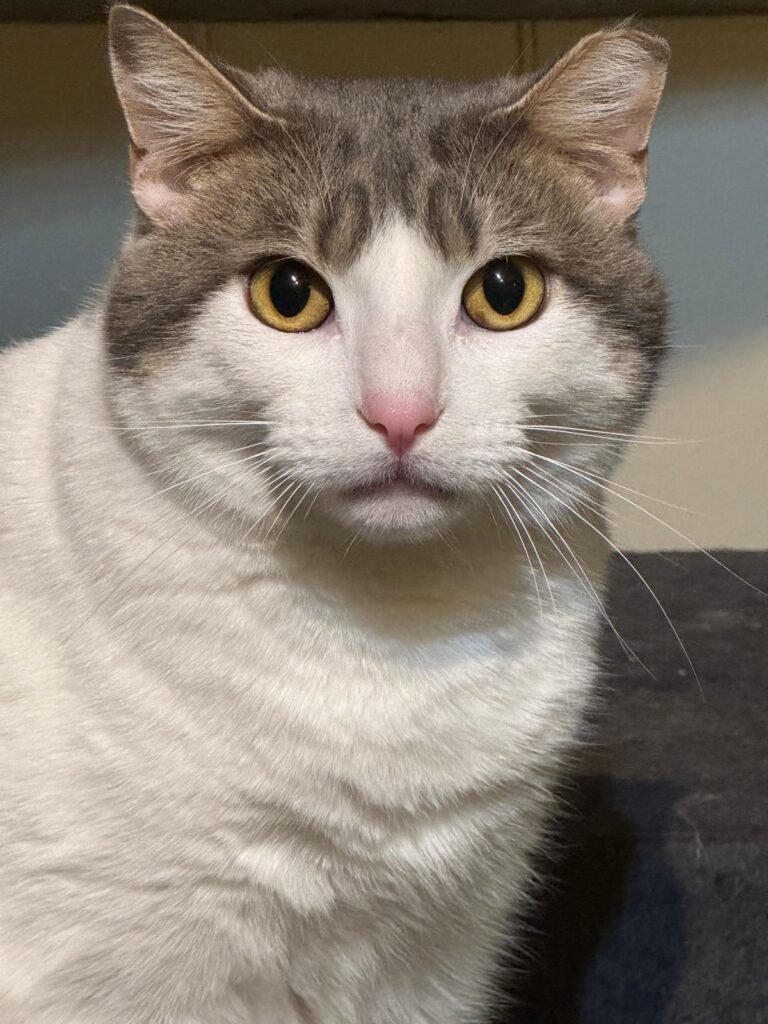 Cat looking at camera