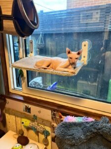 Cat in Window Bed
