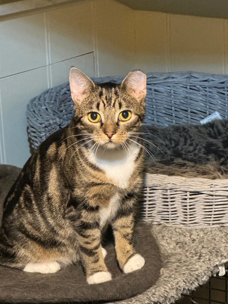 Cat looking for new owner