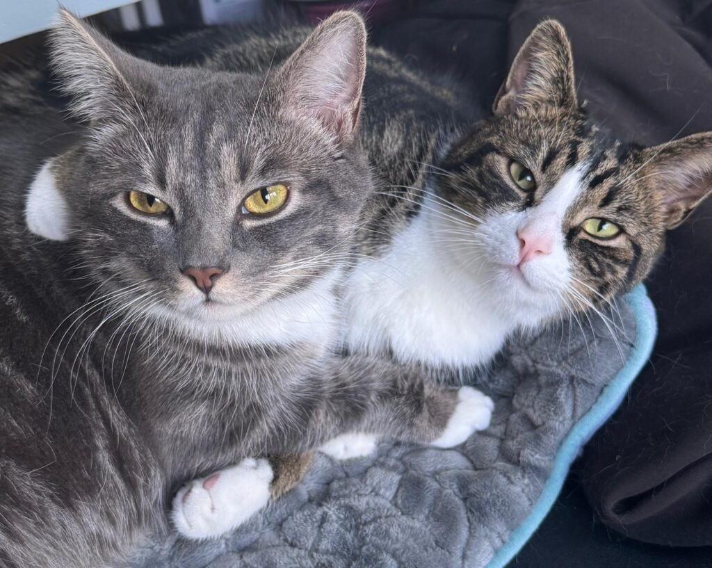 Cats Cuddled Up
