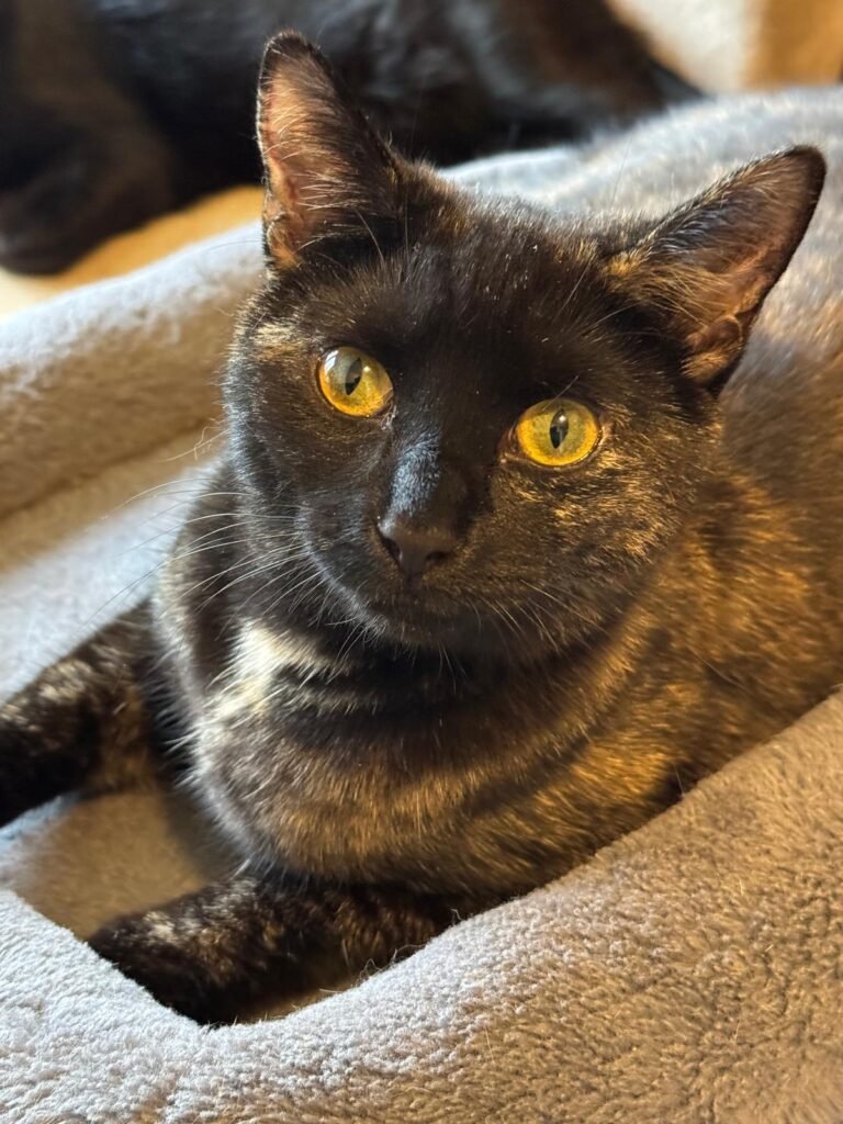 Cat staring at photographer