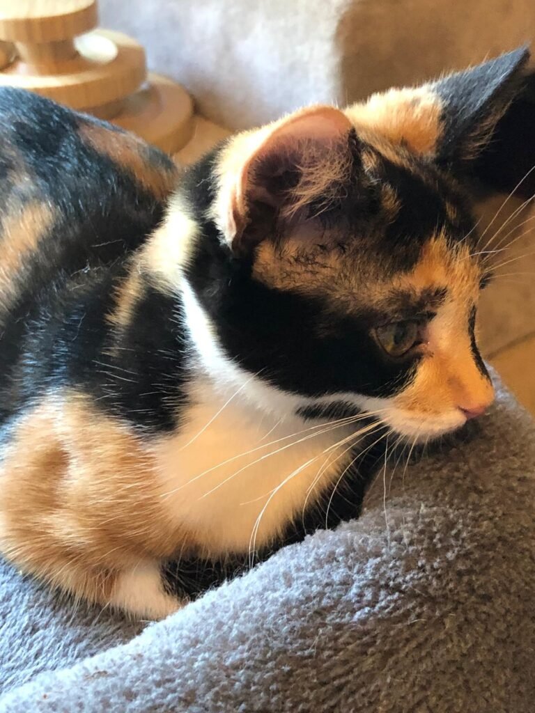 Cat in Bed