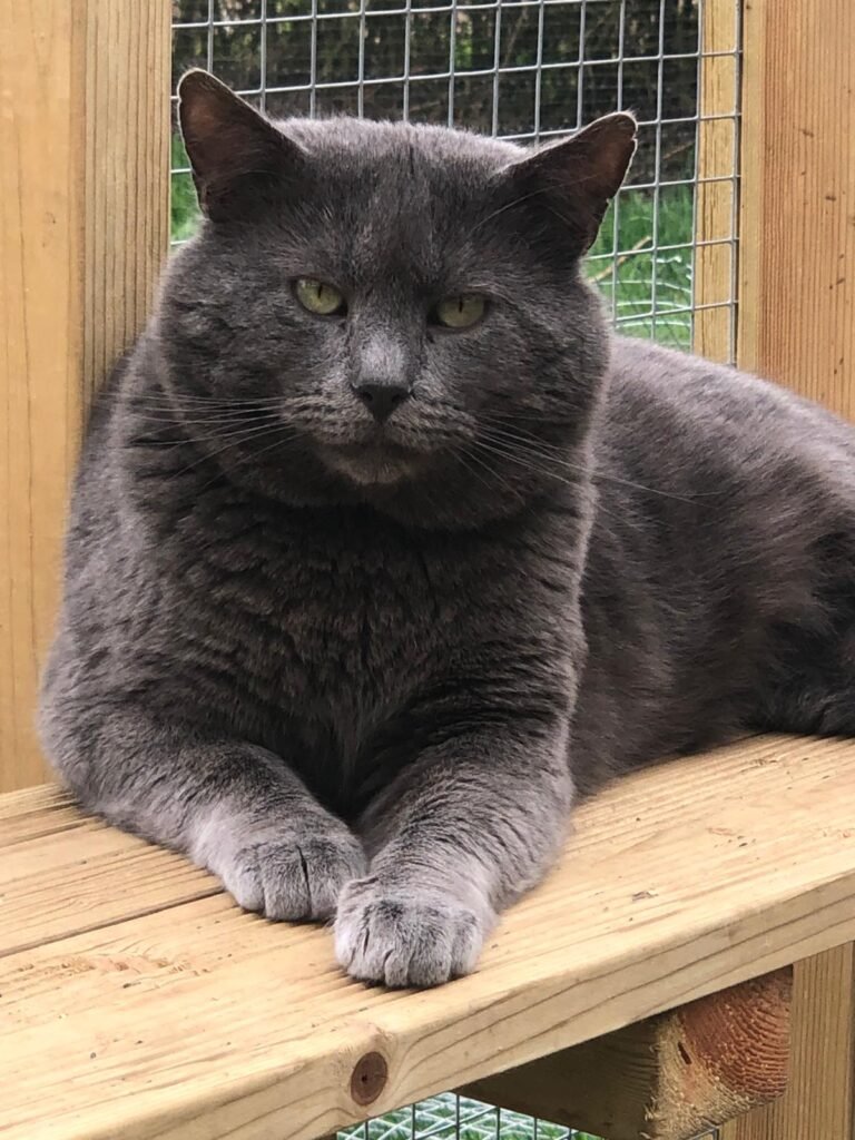 Cat Laying Down